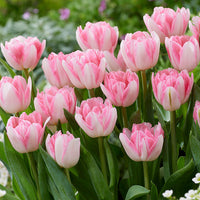 Pink Double Tulip Flower Seeds for Planting – Heirloom, Non-GMO, Beautiful Blooms