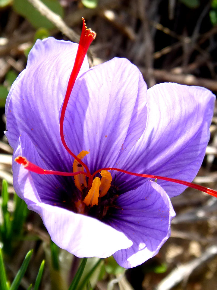 Heirloom Non-GMO Light Pink Crocus Flower Seeds for Planting – Early Spring Blooming Garden Beauties