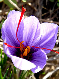 Heirloom Non-GMO Light Pink Crocus Flower Seeds for Planting – Early Spring Blooming Garden Beauties
