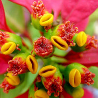 Heirloom Non-GMO Pink Poinsettia Flower Seeds for Planting – Beautiful Holiday Blooming Seeds