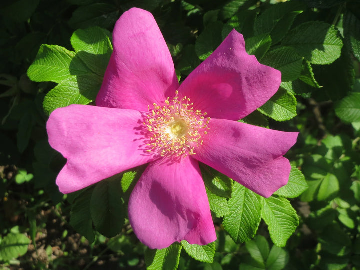Rosa Rugosa Flower Seeds for Planting, NON GMO Seeds