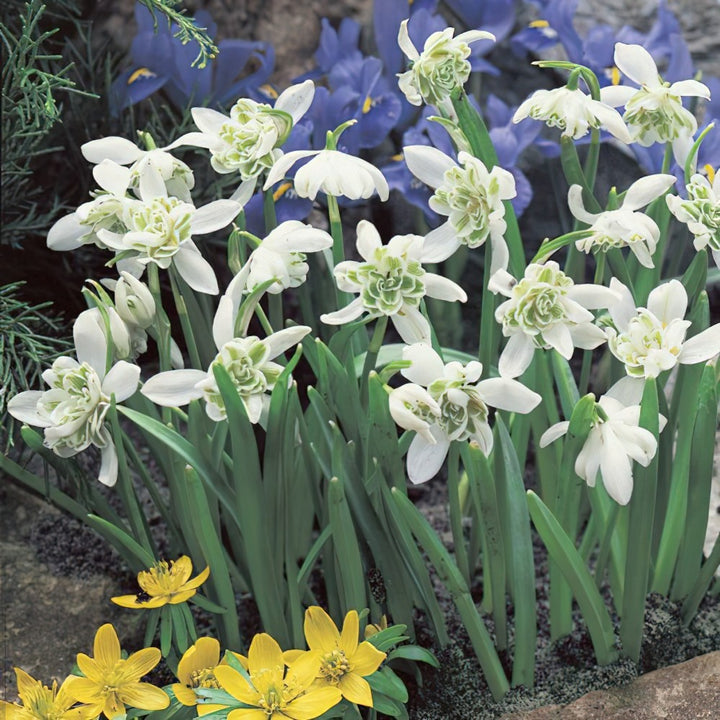 Rare Scented Snowdrops (Galanthus nivalis 'Flore Pleno') Flower Seeds for Planting