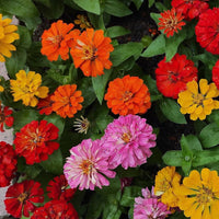 Zinnia Elegans Flower Seeds for Planting – Mixed Colors, Non-GMO, Heirloom Variety