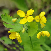Heirloom Non-GMO Celidonia Flower Seeds for Wild Medicinal and Shade Garden Planting