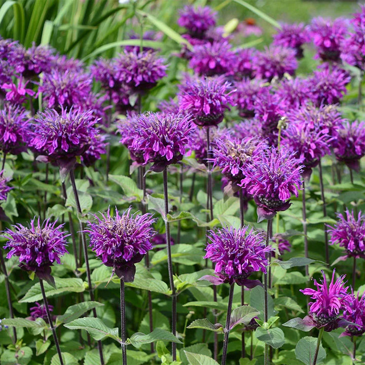 Monarda Didyma Purple Seeds – Organic, Heirloom, Non-GMO Flower Seeds for Planting