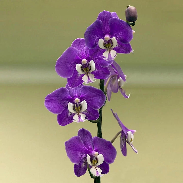 Purple Butterfly Orchid flower seeds – heirloom, non-GMO seeds for planting