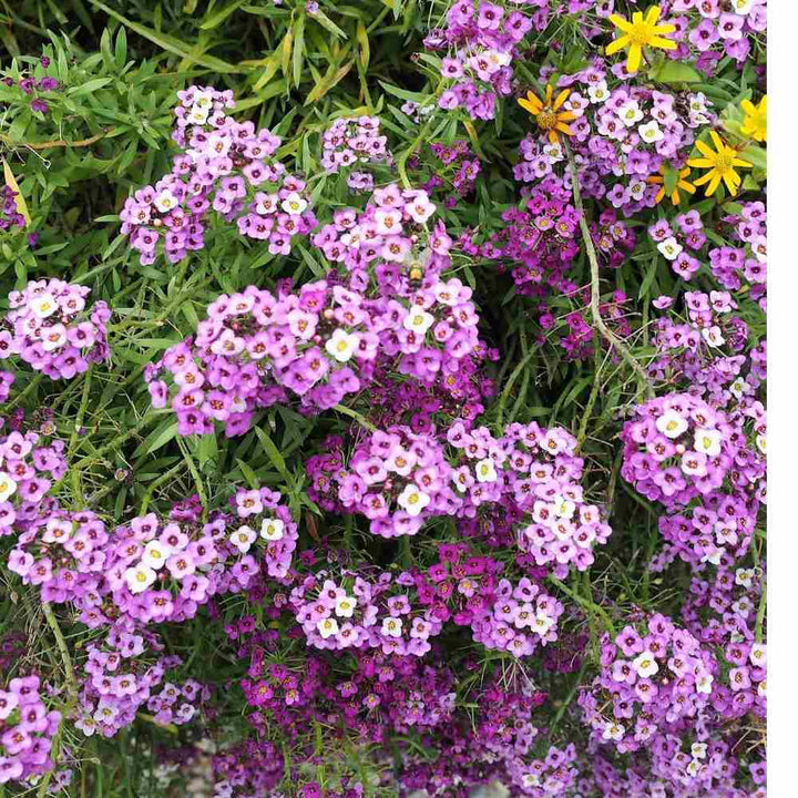 Alyssum Perennial Flower Seeds â€“ Heirloom, Non-GMO Seeds for Planting