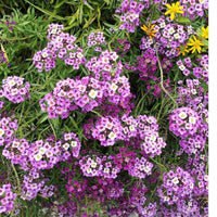 Alyssum Perennial Flower Seeds â€“ Heirloom, Non-GMO Seeds for Planting