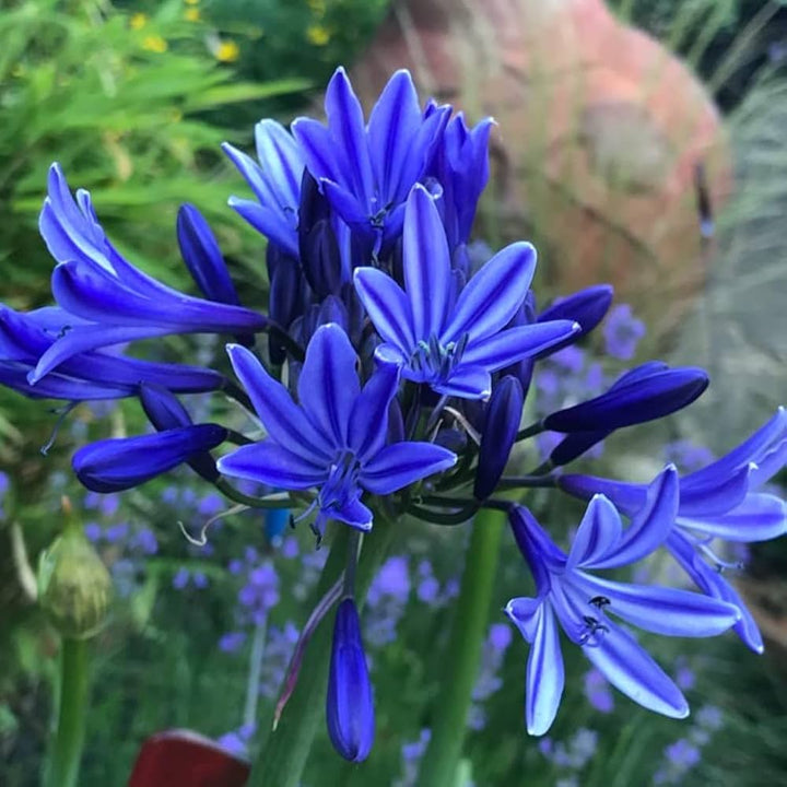 Blue Agapanthus Seeds for Planting - NON GMO Seeds