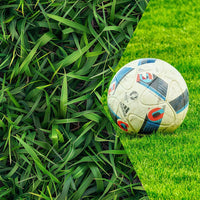 Lawn Grass Seeds ? Multi-Color Blend for Vibrant Backyard Lawns