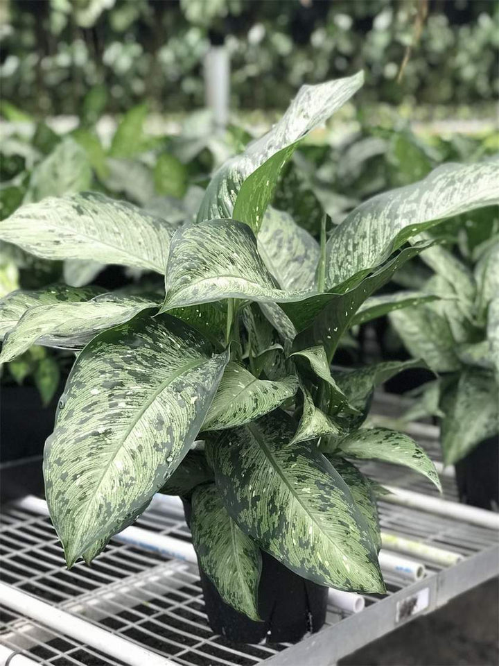 Green Sansevieria Plant Seeds for Planting NON GMO Seeds