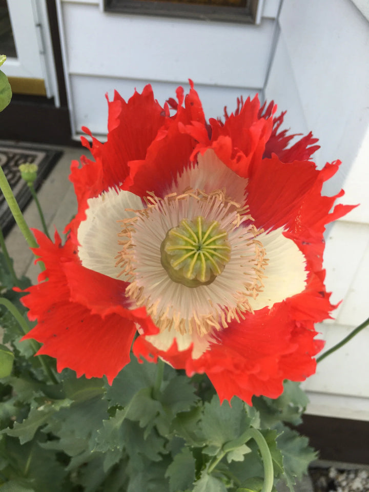 Heirloom Non-GMO Red Yellow Danish Flag Flower Seeds for Vibrant Garden Displays and Seasonal Planting