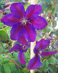 Red Purple Clematis Flower Seeds – Heirloom Non-GMO Vining Blooms for Garden Planting