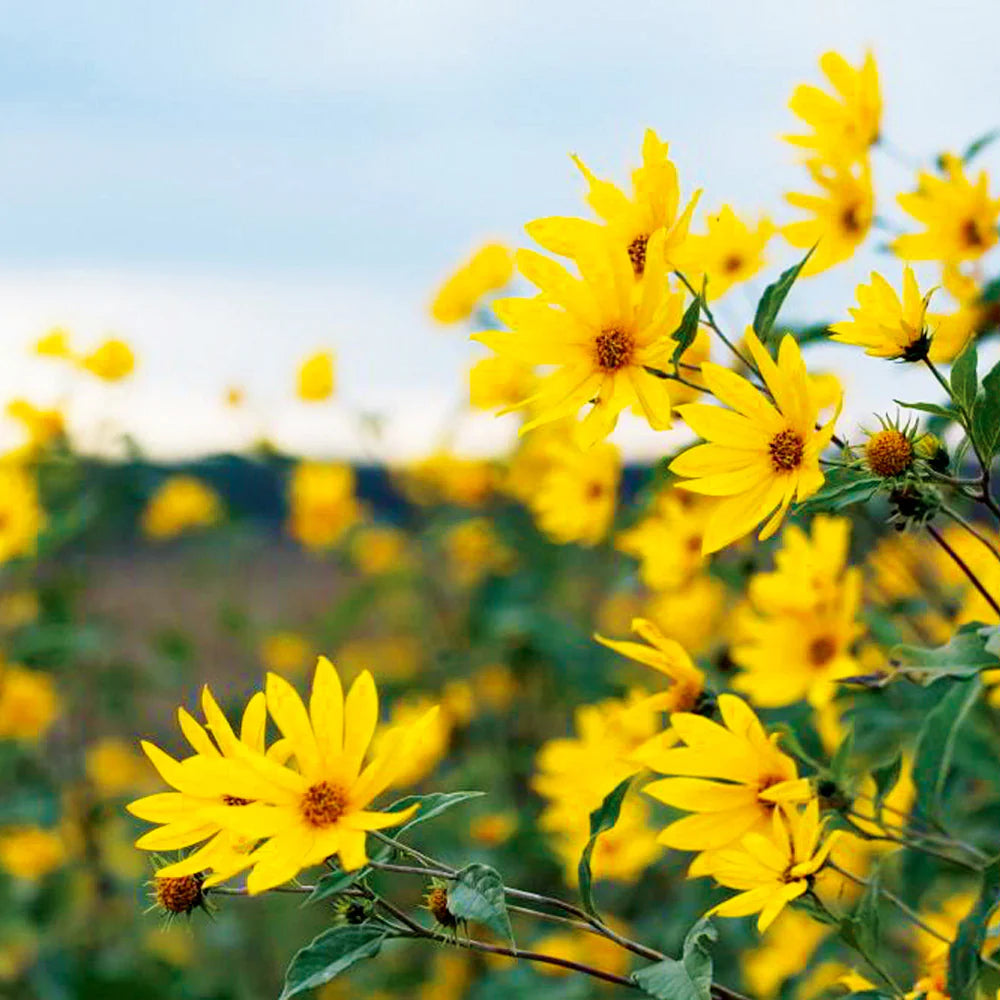 Heirloom Non-GMO Yellow Heliopsis Flower Seeds for Garden Planting – Bright Sun-Like Blooms Variety
