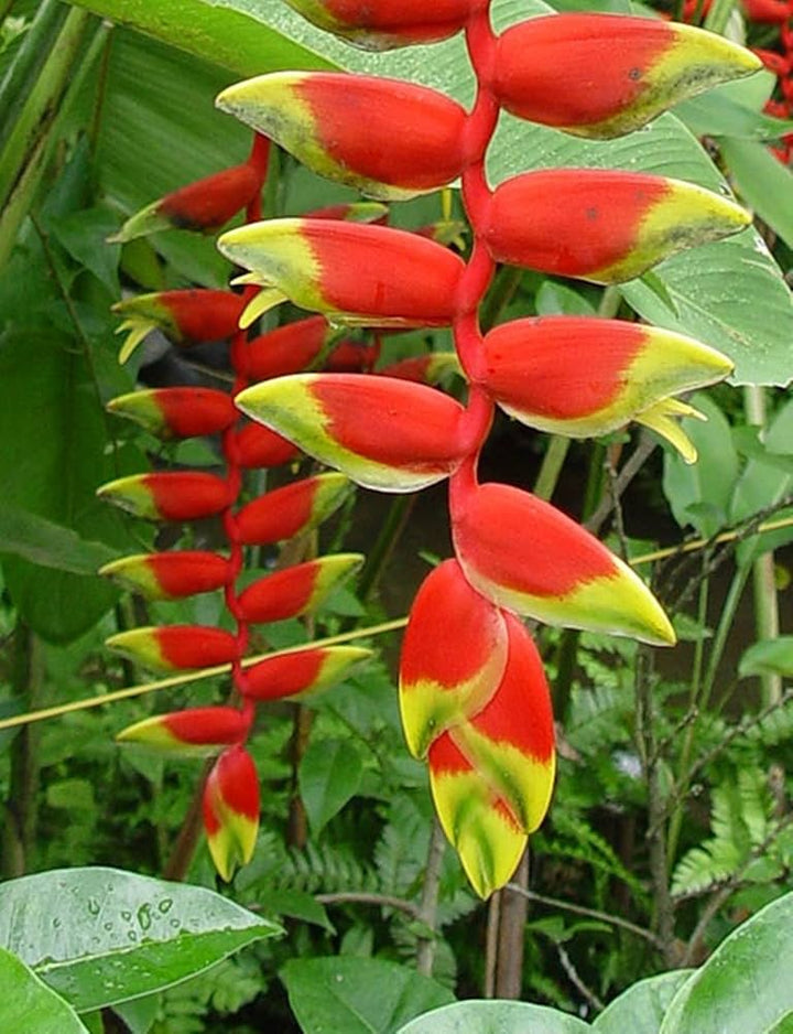 Heliconia Seeds for Planting – Organic, Heirloom, Non-GMO Exotic Flower Seeds
