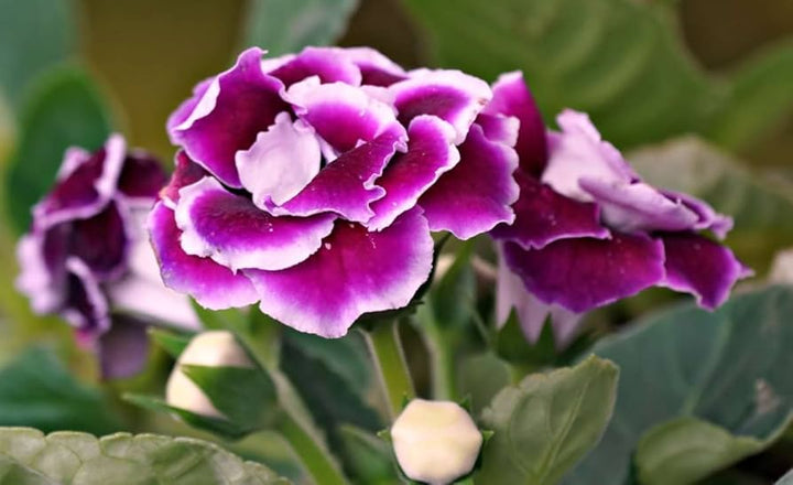 Gloxinia Purple White Seeds for Planting – Organic, Heirloom, Non-GMO Flower Seeds
