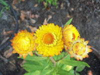 Yellow Strawflower Seeds for Planting - NON GMO Seeds