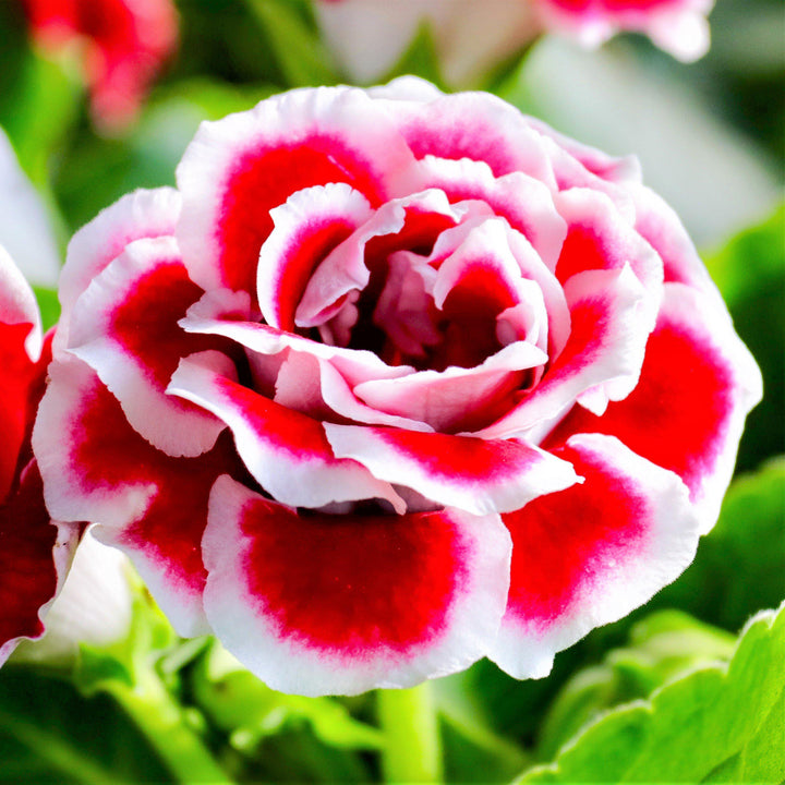 White Maroon Gloxinia Seeds for Planting – Organic, Heirloom, Non-GMO Flower Seeds