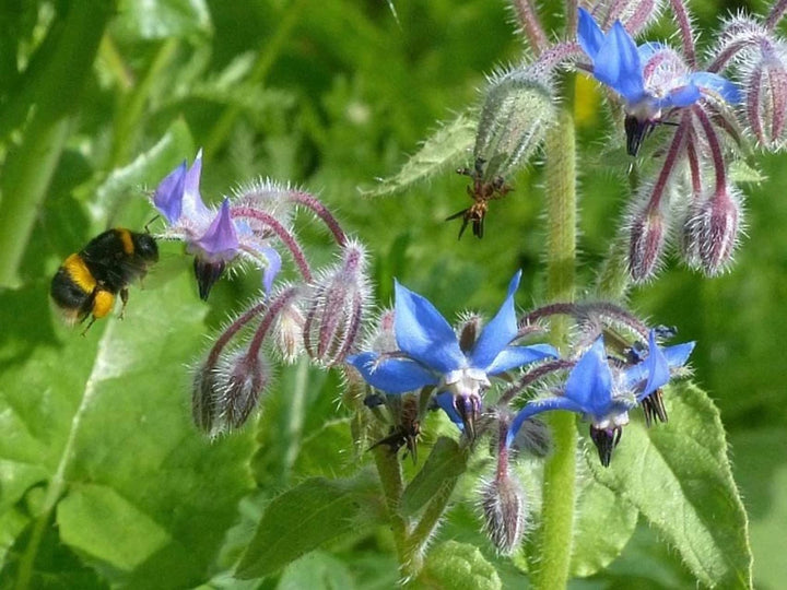 Borage Dark Blue Seeds for Planting – Organic, Heirloom, Non-GMO Flower Seeds