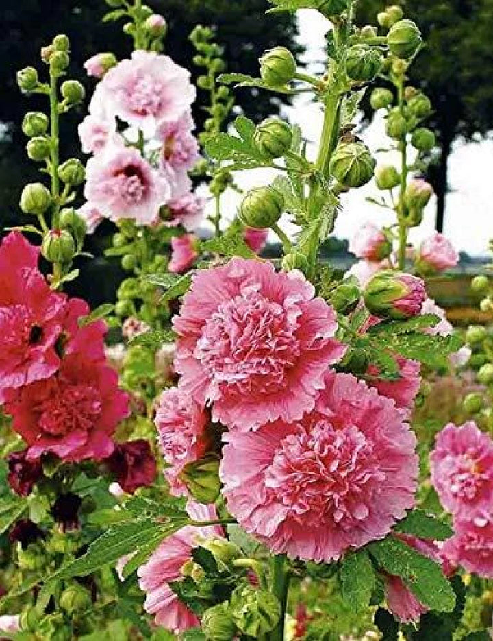 Organic Mixed Danish Hollyhock Flower Seeds for Planting – Heirloom, Non-GMO