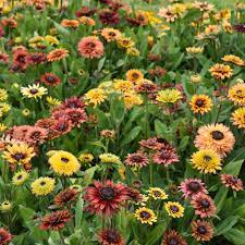 Rudbeckia Sahara Seeds for Planting - NON GMO Seeds