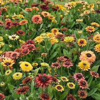 Rudbeckia Sahara Seeds for Planting - NON GMO Seeds