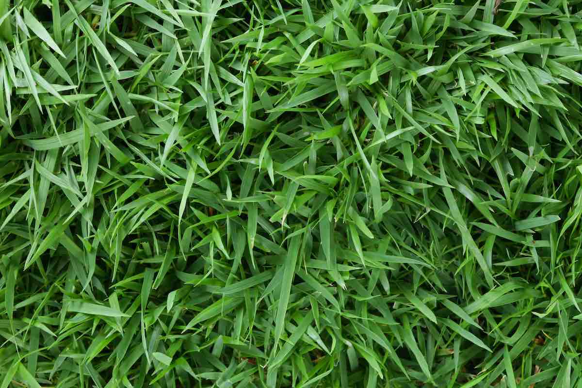 High-Quality Seed for Durable Lawns