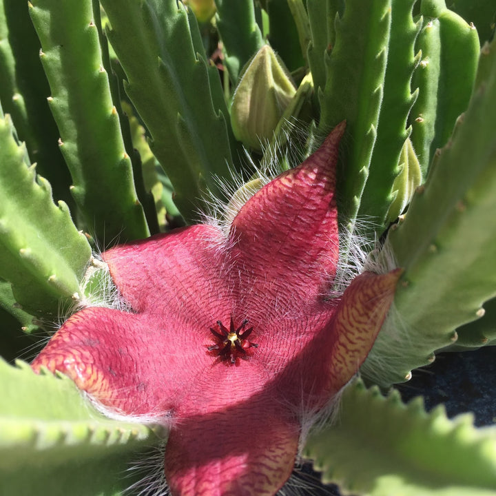 Stapelia Red Flower Seeds for Planting – Organic, Heirloom, Non-GMO Starfish Cactus Seeds
