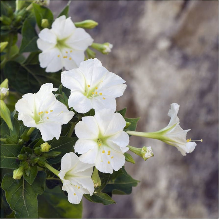 Heirloom Non-GMO White Four O'Clock Flower Seeds for Evening Bloom Gardens and Outdoor Planting