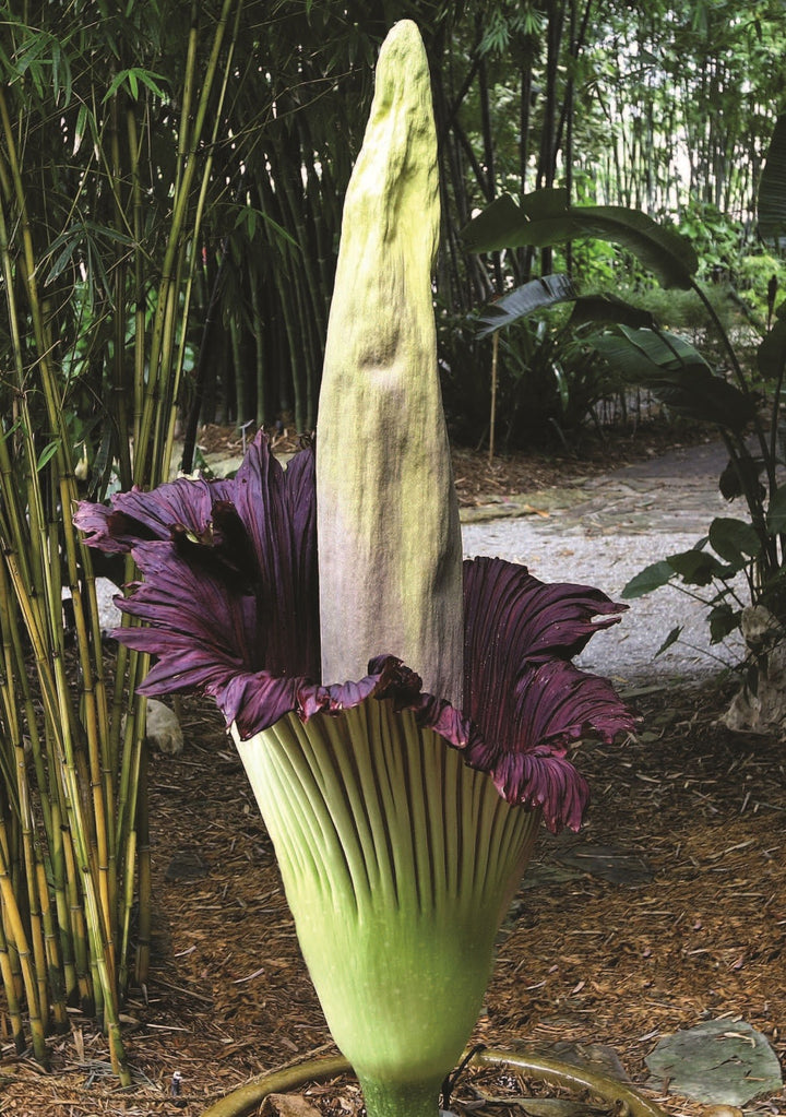 Heirloom Non-GMO Amorphophallus Flower Seeds for Rare and Exotic Garden Planting