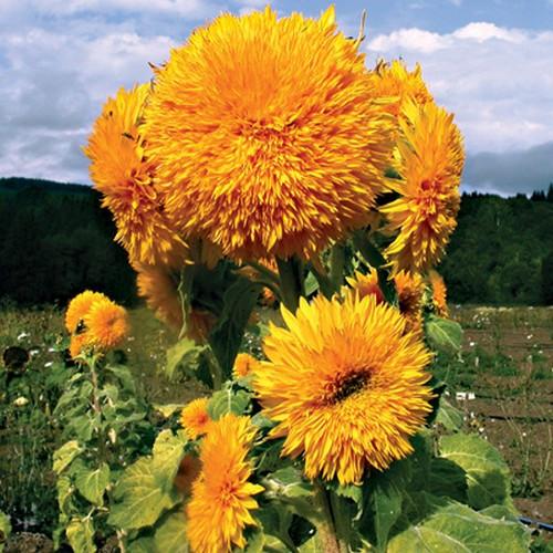 Heirloom Non-GMO Yellow Perennial Bonsai Plant Seeds for Planting – Miniature Tree Seeds