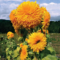 Heirloom Non-GMO Yellow Perennial Bonsai Plant Seeds for Planting – Miniature Tree Seeds