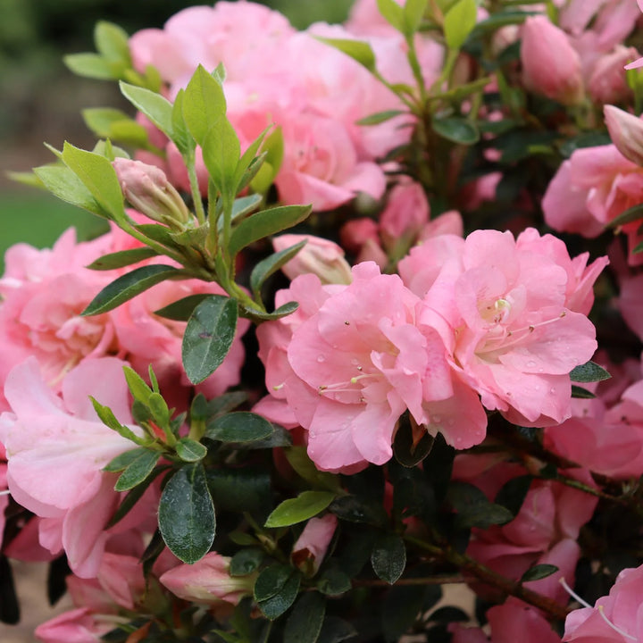Azalea Rhododendron Pink Seeds – Organic, Heirloom, Non-GMO Flower Seeds for Planting