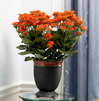 Kalanchoe Red Yellow Seeds for Planting – Organic, Heirloom, Non-GMO Flower Seeds