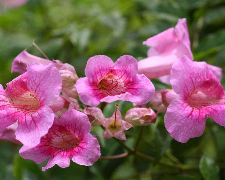 Heirloom Pink Cape Honeysuckle Flower Seeds, Non-GMO Bright Blooms for Planting