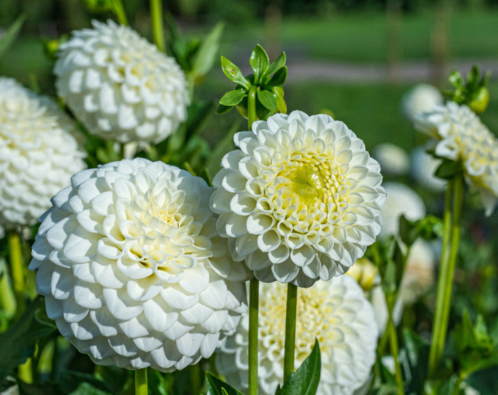 Dahlia Flower Seeds for Planting, Vibrant Blooms, 100 pcs