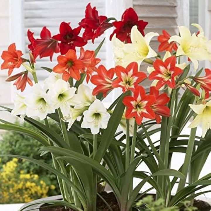 Mixed Amaryllis flower seeds – heirloom, non-GMO flower seeds for planting