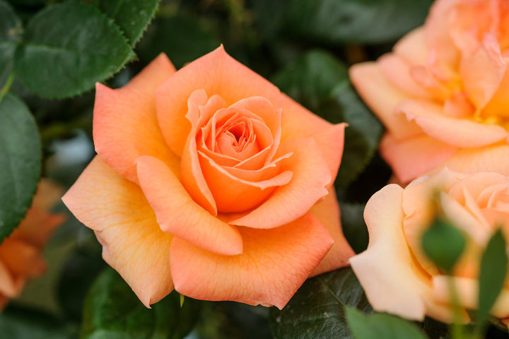 Orange Promise Rose Plant Seeds for Planting - Heirloom Non-GMO Garden Seeds for Growing