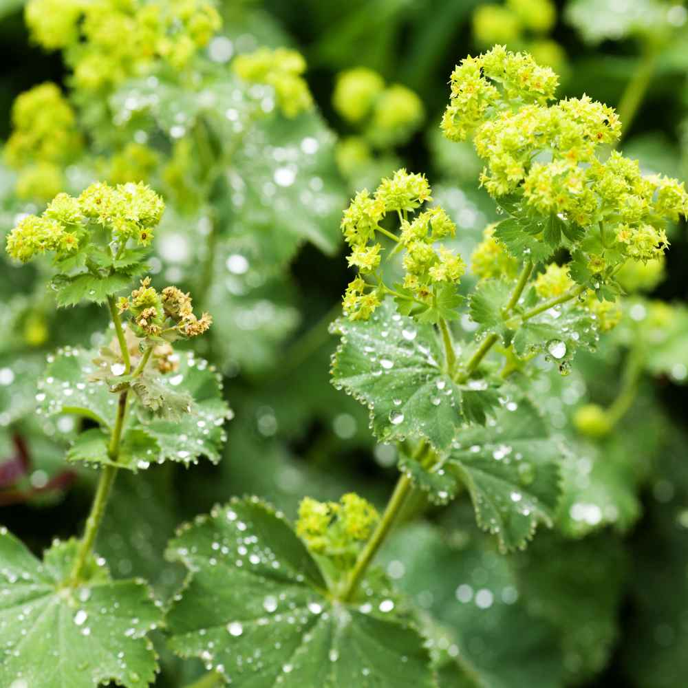 Alchemilla Mollis Green Seeds for Planting – Organic, Heirloom, Non-GMO
