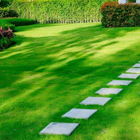 Lawn Grass Seeds ? Heirloom Multi-Color Turf for Garden Beauty