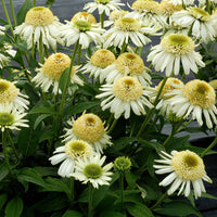 Vanilla Echinacea Flower Seeds for Planting - Heirloom, Non-GMO Seeds for Home Garden