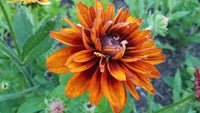 Orange Cherokee Flower Seeds for Planting, NON GMO Seeds