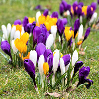 Heirloom Non-GMO Crocus Flower Seeds Mixed Colors for Garden Planting – Vibrant Spring Blooms