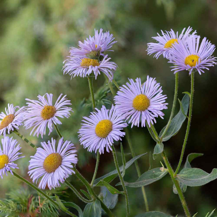 Blue Erigeron Perennial Flower Seeds – Heirloom Non-GMO Seeds for Planting