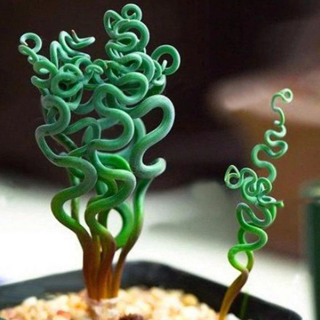 Heirloom Non-GMO Spiralis Plant Seeds for Planting – Twisting Ornamental Foliage for Unique Garden Displays