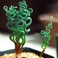 Heirloom Non-GMO Spiralis Plant Seeds for Planting – Twisting Ornamental Foliage for Unique Garden Displays