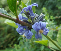 Heirloom Clematis Heracleifolia Flower Seeds, Non-GMO Perennial Blooms for Planting
