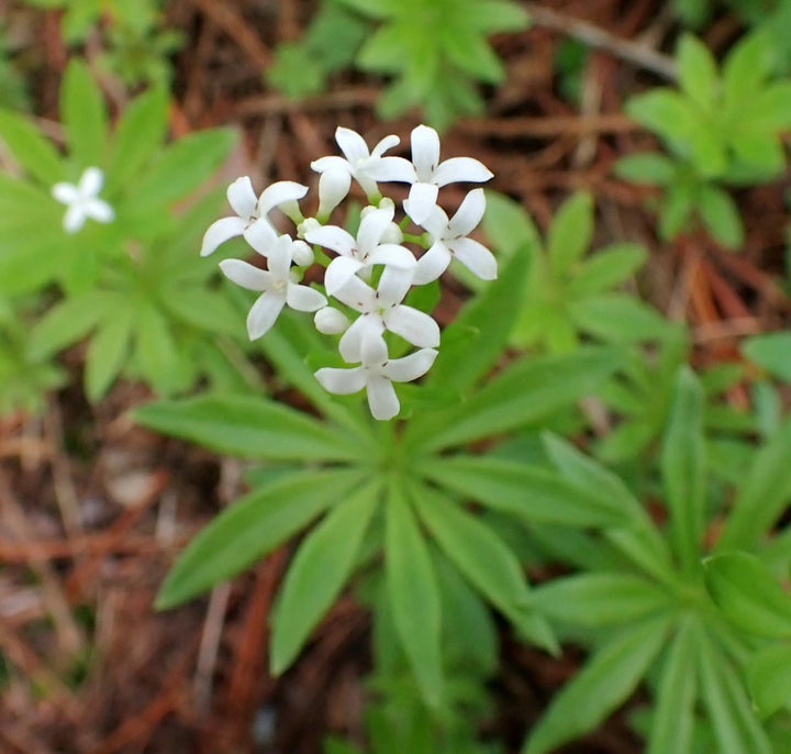 Sweet Woodruff Flower Seeds for Planting -Heirloom, Non-GMO, Beautiful Blooms for Home Garden