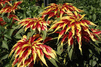 Heirloom Non-GMO Red Yellow Poinsettia Flower Seeds for Planting – Vibrant Holiday Blooming Seeds