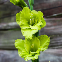 Non-GMO Gladiolus Light Green Flower Seeds for Garden Planting – Unique Floral